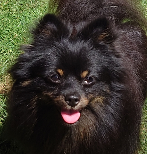 Qanto von Chandrapura (black and tan)